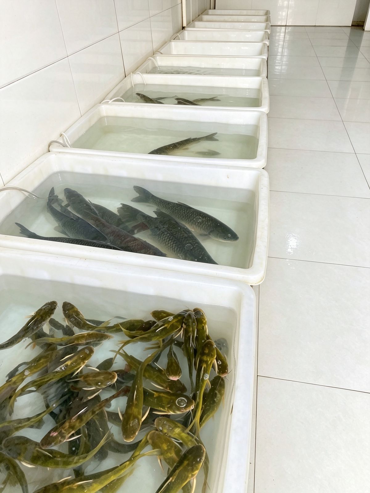 店内场景－小孟鱼行