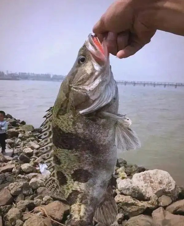 买鳜鱼，这样挑准没错