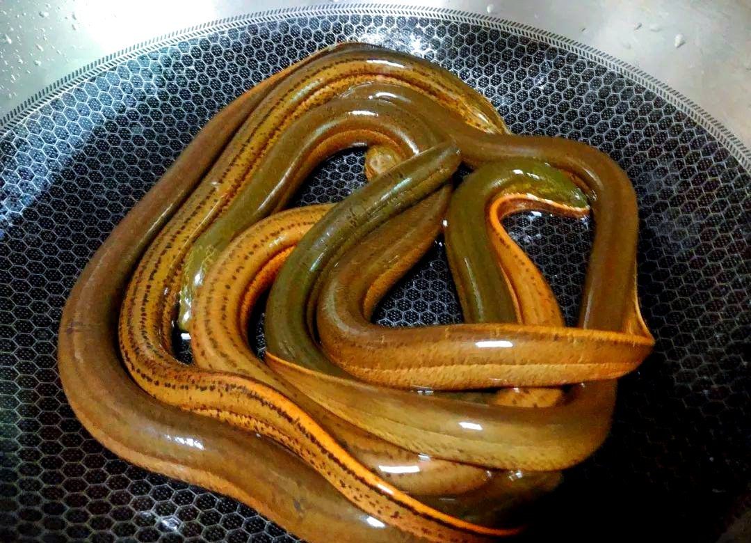 微山湖野生黄鳝